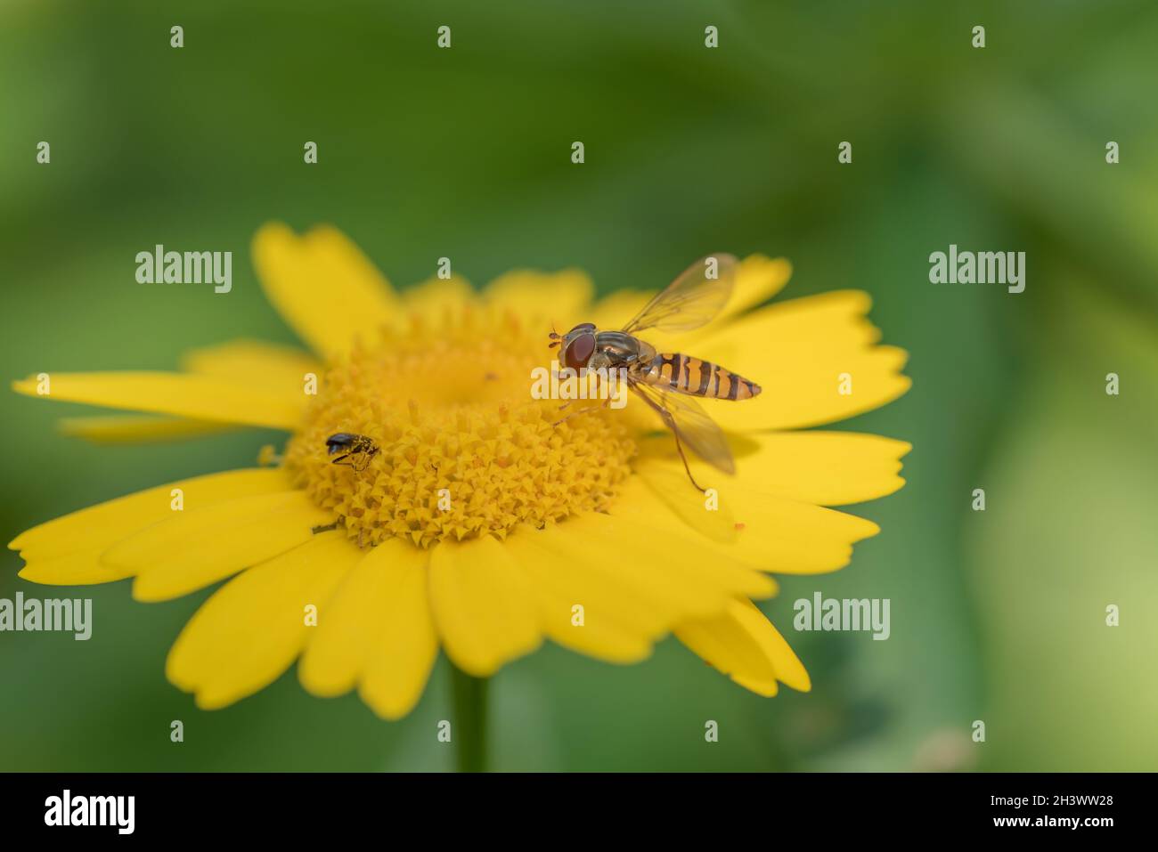 Il passaggio del mouse vola Foto Stock