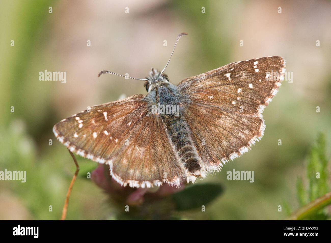 Lo skipper di carline (Pyrgus carlinae) è una specie della famiglia degli Hesperiidae, endemica delle Alpi Orientali. Valle d'Aosta, Alpi italiane. Foto Stock