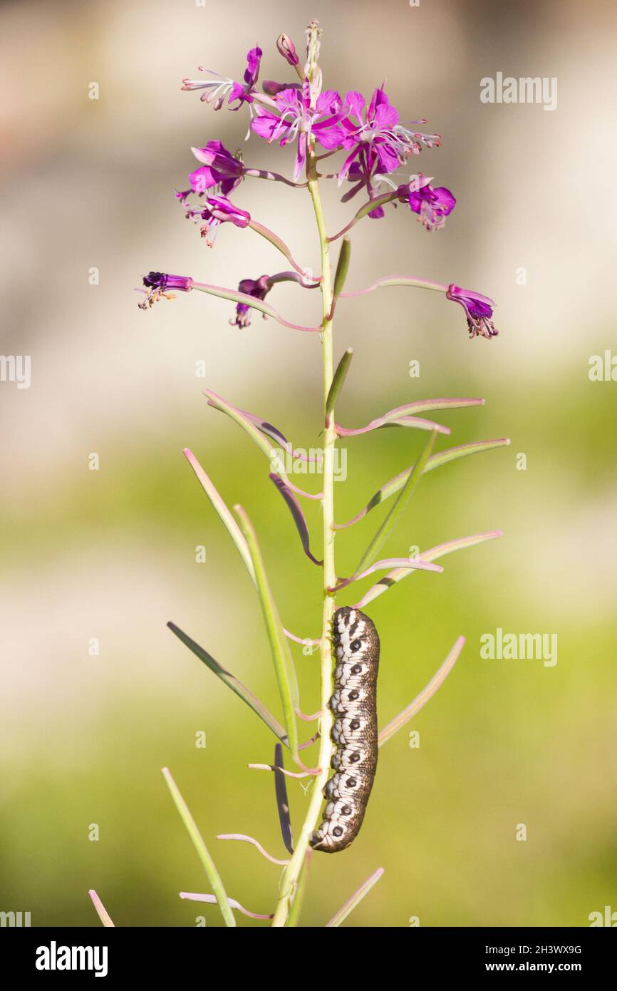 un bruco del falco wilowherb (Proserpina proserpinus) che si alimenta di Epilobium angustifolium. Parco Naturale del Mont Avic, Aosta, Italia. Foto Stock