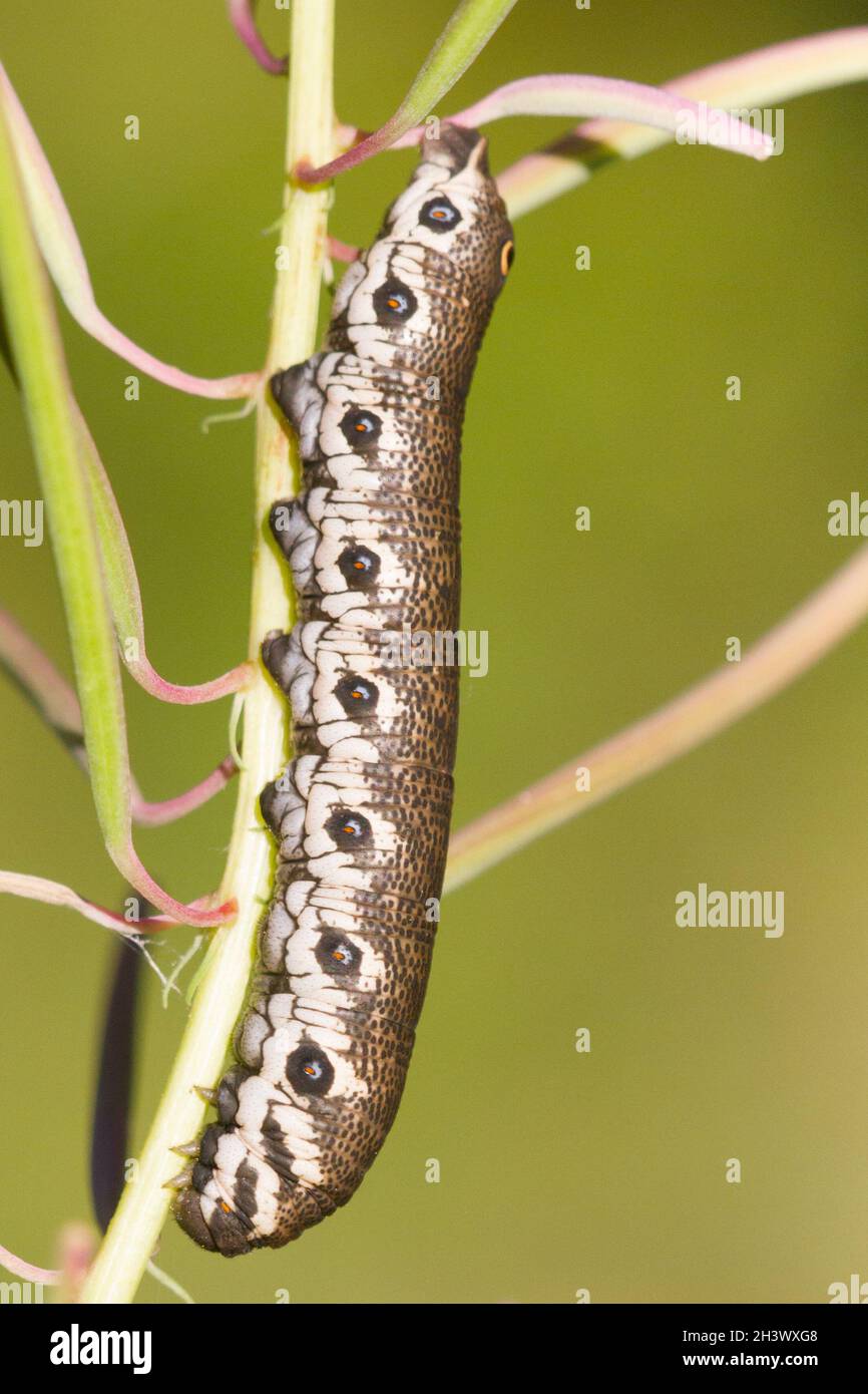 un bruco del falco wilowherb (Proserpina proserpinus) che si alimenta di Epilobium angustifolium. Parco Naturale del Mont Avic, Aosta, Italia. Foto Stock