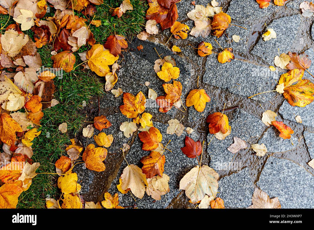 Autunno foresta sfondo. Albero dai colori vivaci, foglie di arancio rosso nel parco autunnale. Foto Stock