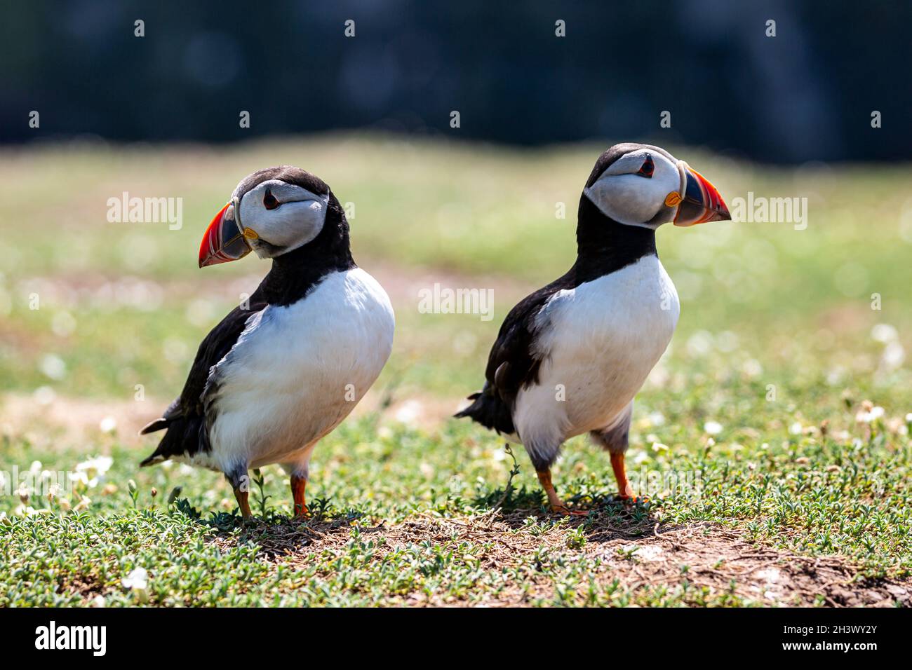 Due Puffins affacciati l'uno dall'altro, sull'isola di Skomer al largo della costa del Pembrokeshire Foto Stock