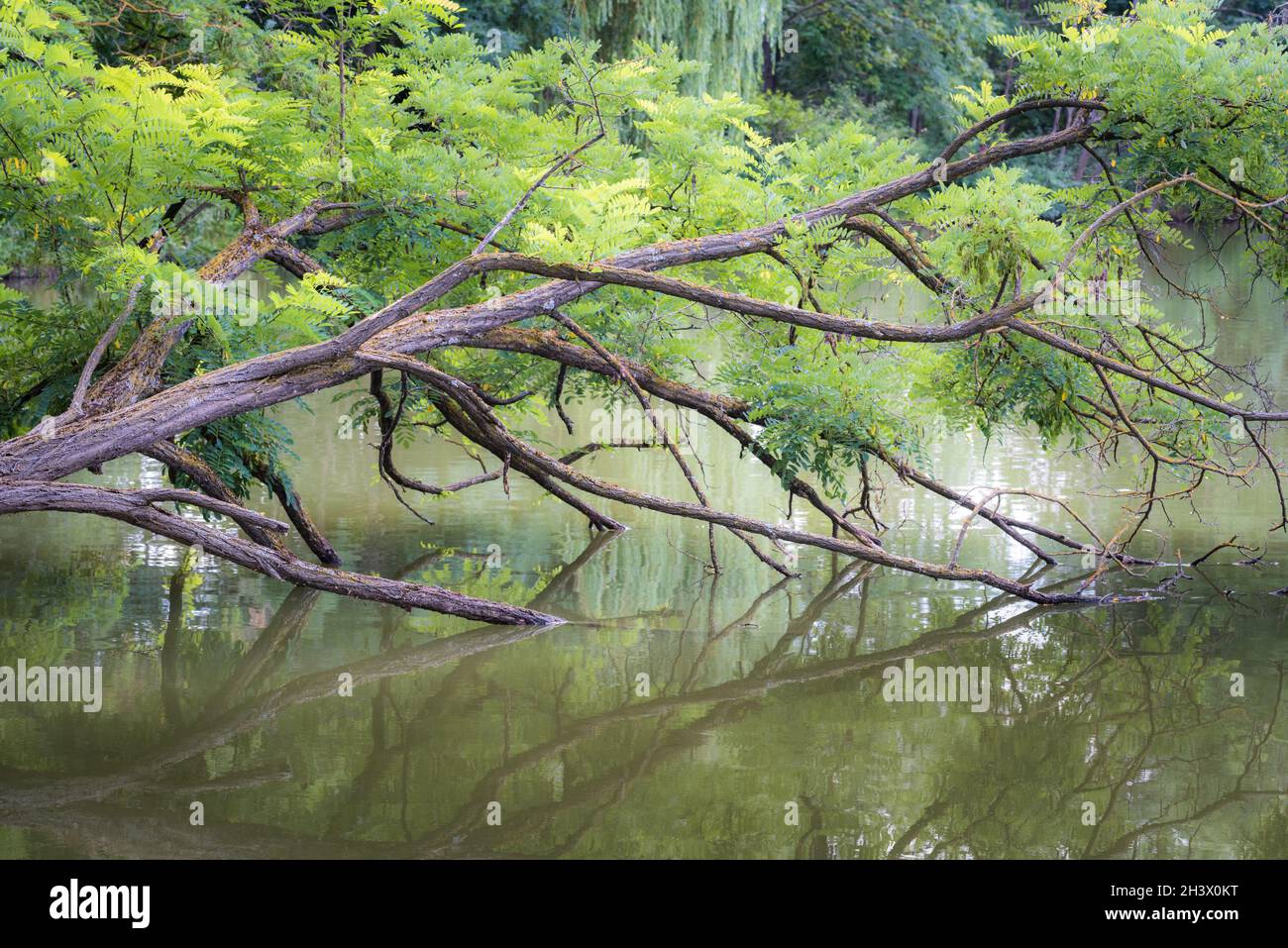 Albero e rami nell'acqua di un lago Foto Stock