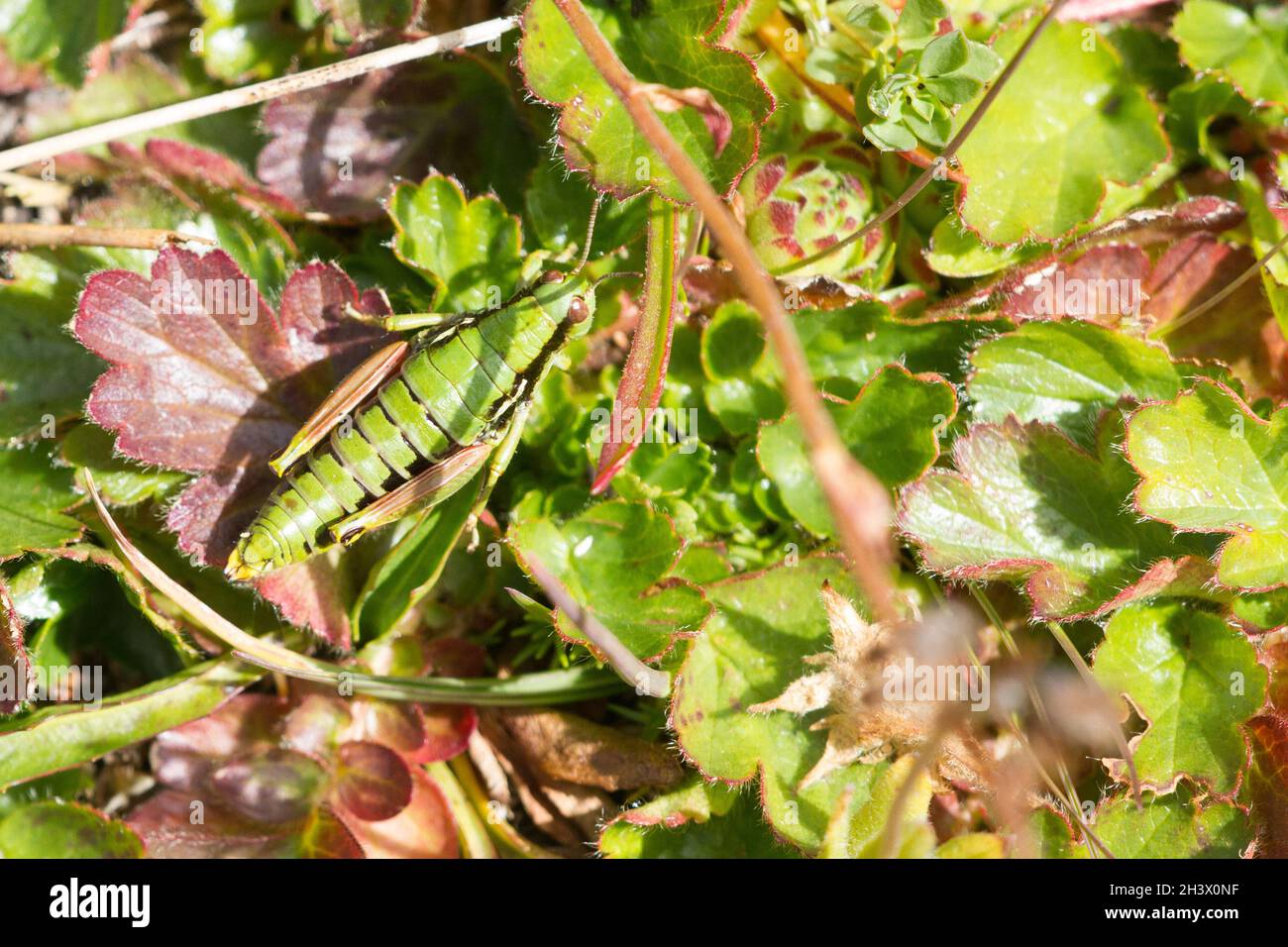 Piedemont cavalletta di montagna (Epipodisma pedemontana), una femmina. Una specie alpina endemica delle Alpi del Sud. Parco Naturale di Mont Avic, Italia. Foto Stock
