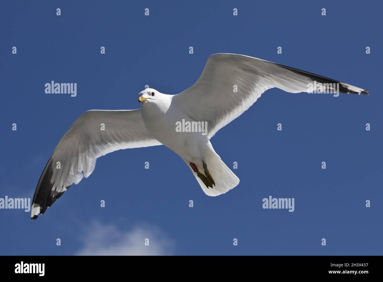 Flying Sea Gulls (Larus canus) con disegno ad ala a mano riconoscibile, Frisia del Nord, Germania, Europa Foto Stock