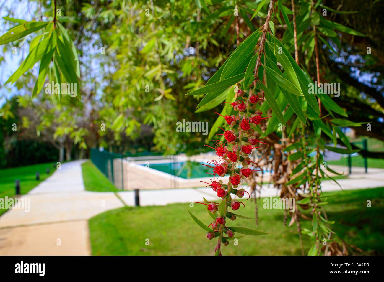 foto di un suggestivo fiore rosso appeso ad un albero, con un bel parco con una piscina sullo sfondo Foto Stock