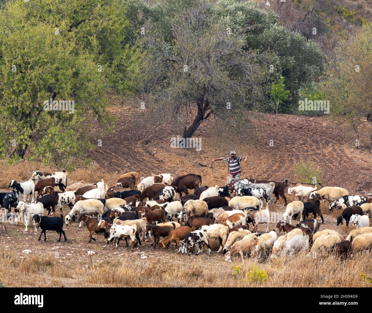 Un uomo che alleva pecore e capre vicino a Kritou Terra, Cipro. Foto Stock