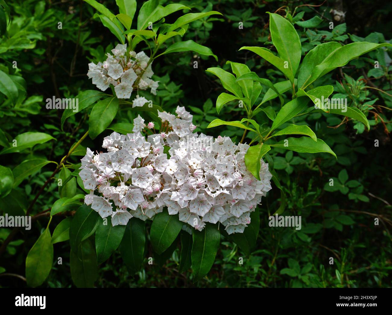 Laurel, Kalmia latifolia Foto Stock