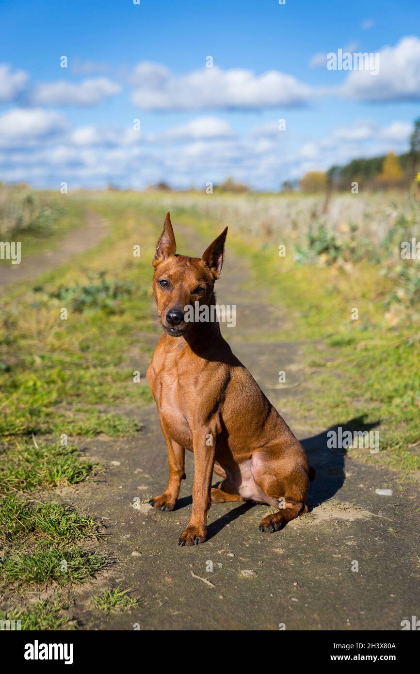 Primo piano ritratto di un cane attivo. Pinscher marroni in miniatura con orecchie tagliate. Foto Stock