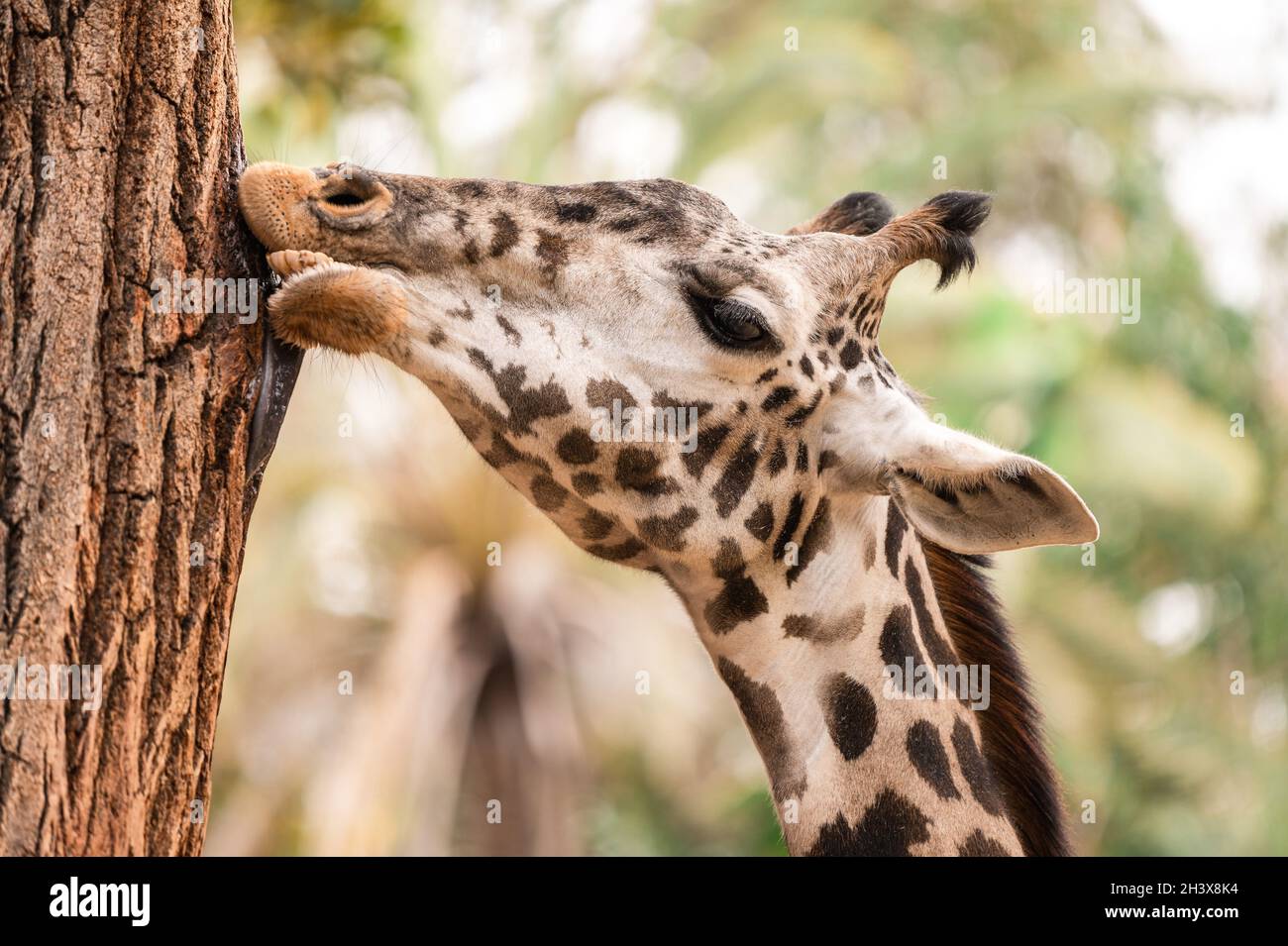 Giraffa che lecca l'albero all'aperto durante la luce del giorno Foto Stock