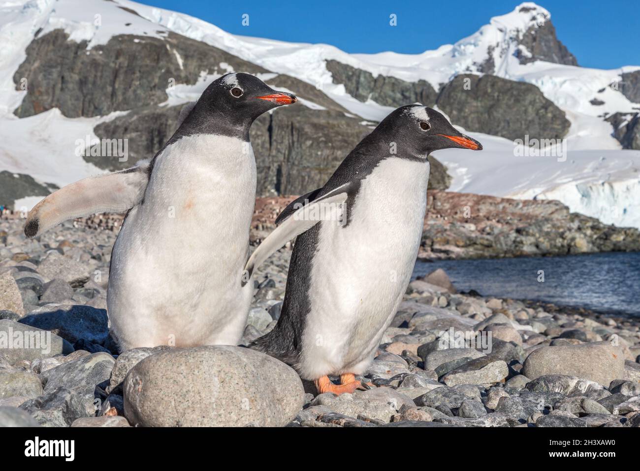 Pinguini Gentoo in piedi sulla costa, Isola di Cuverville, Antartide Foto Stock