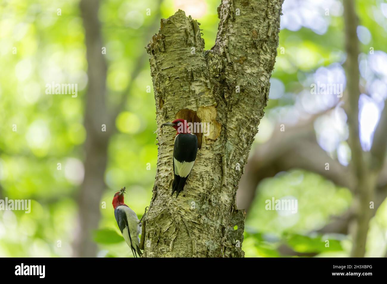 I picchetti a testa rossa su un albero con una cavità di nido. Foto Stock