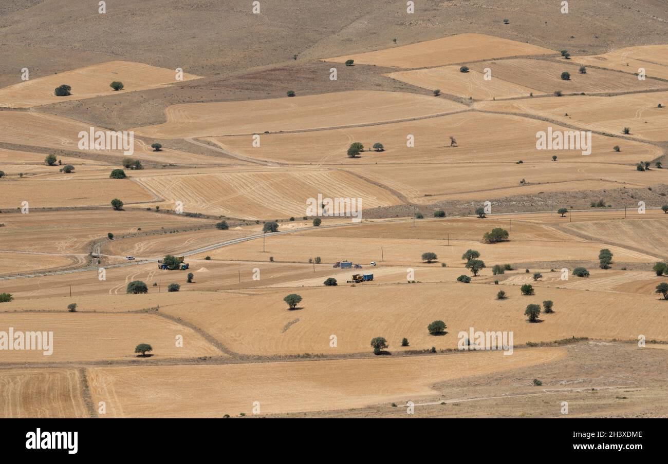 Campi di cereali con alberi sparsi nella Turchia orientale (distretto di Tercan, provincia di Erzincan, tra i villaggi Üçpınar e Cukuryurt) Foto Stock