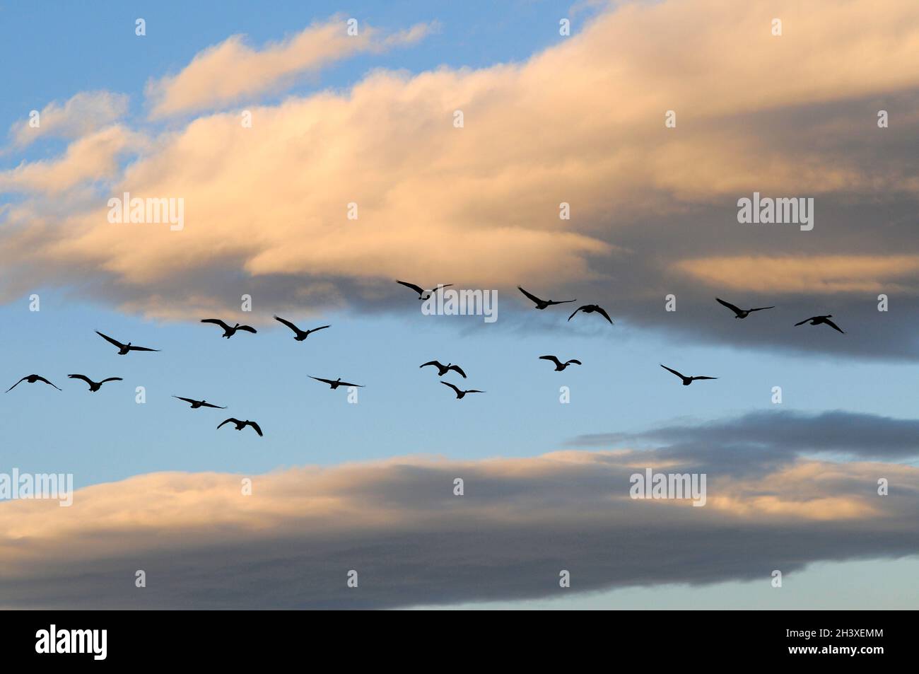 Le oche in volo verso sud per l'inverno Foto Stock