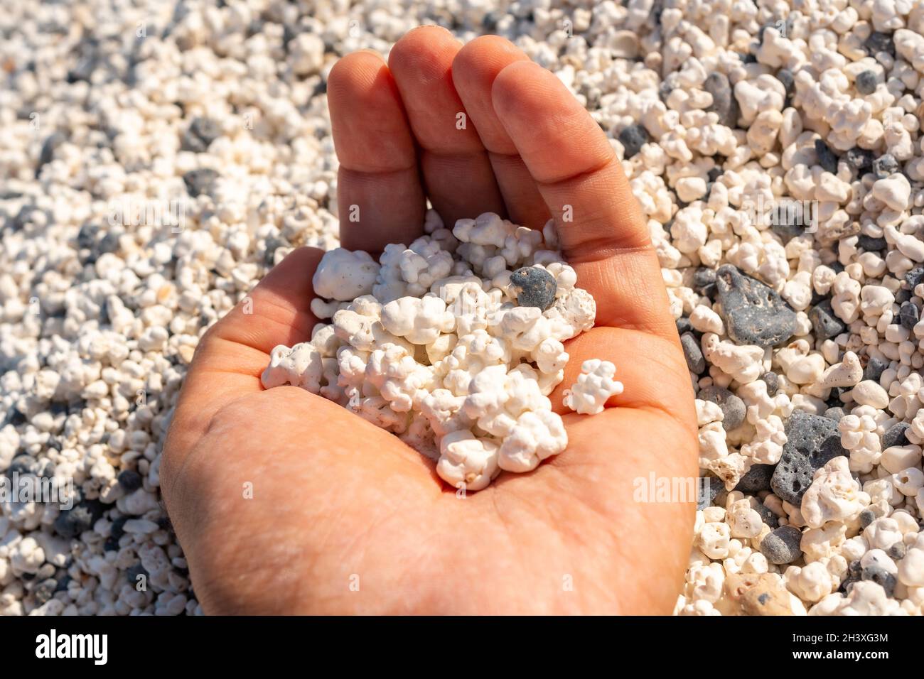 Mano che tiene piccoli scarti di corallo nella spiaggia di Popcorn vicino alla città di Corralejo, Spagna Foto Stock