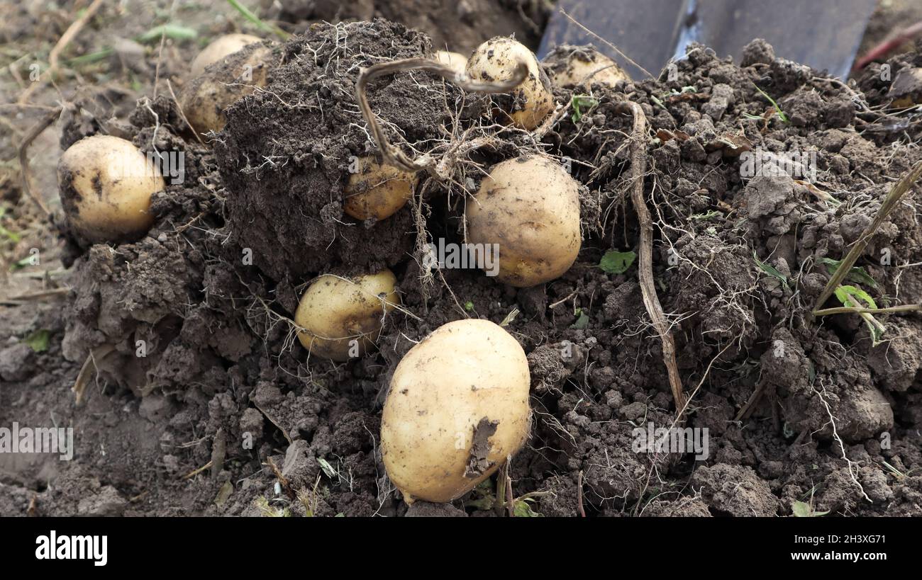 Raccogliendo dal suolo sulla piantagione di patate giovani in anticipo. Le patate biologiche fresche vengono scavate dal terreno con uno shov Foto Stock