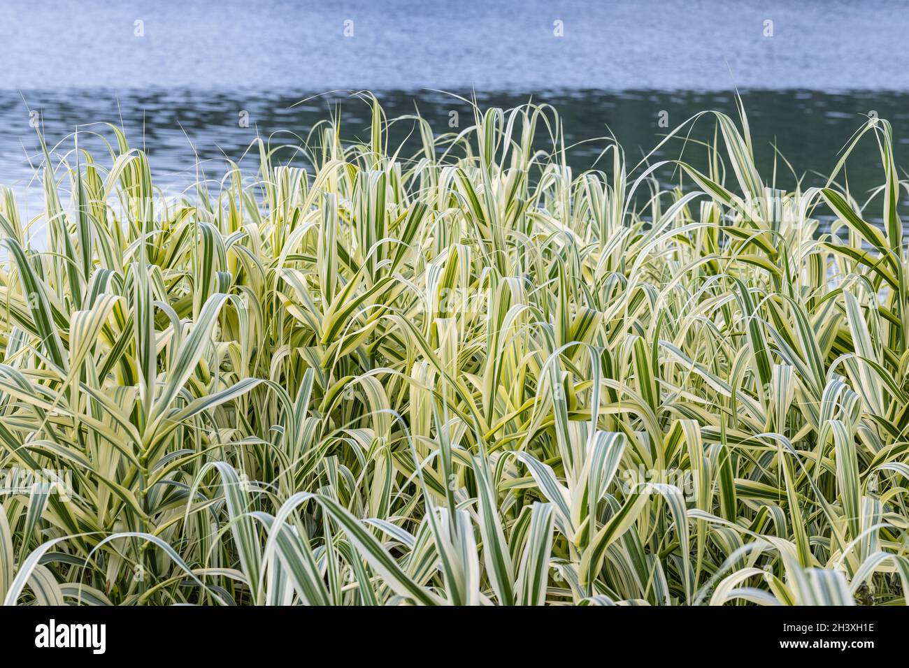 Canne giganti o arundo donax in estate al lago Foto Stock