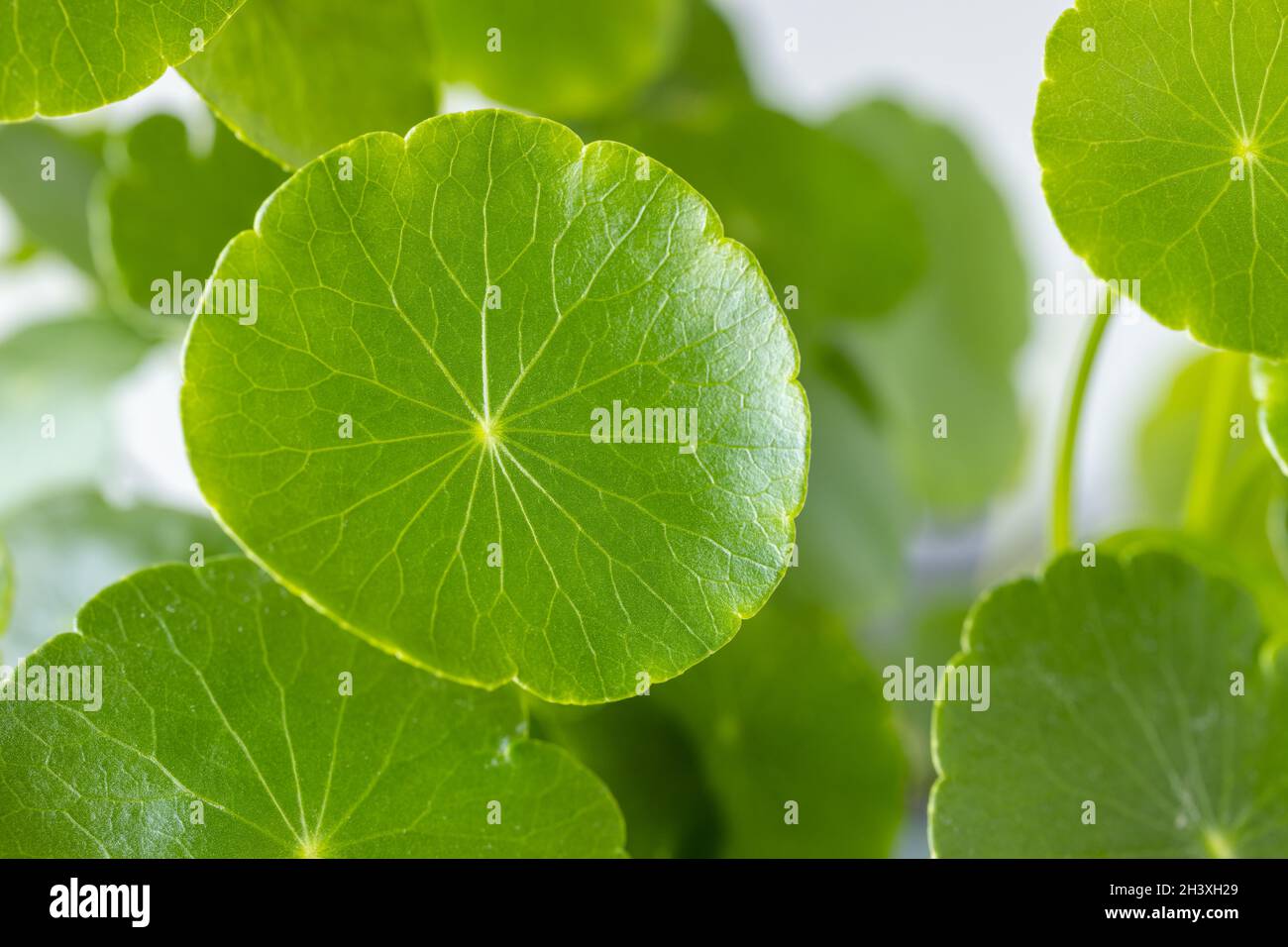 Closeup Hydrocotyle vulgaris Foto Stock