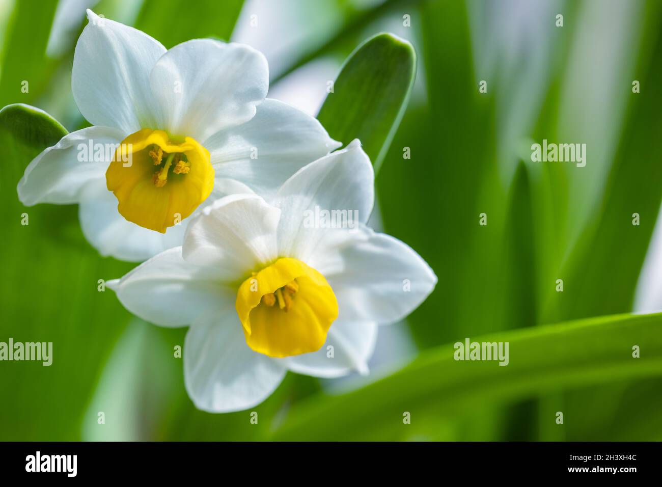 Narcischi bianchi bellissimi in piena fioritura Foto Stock