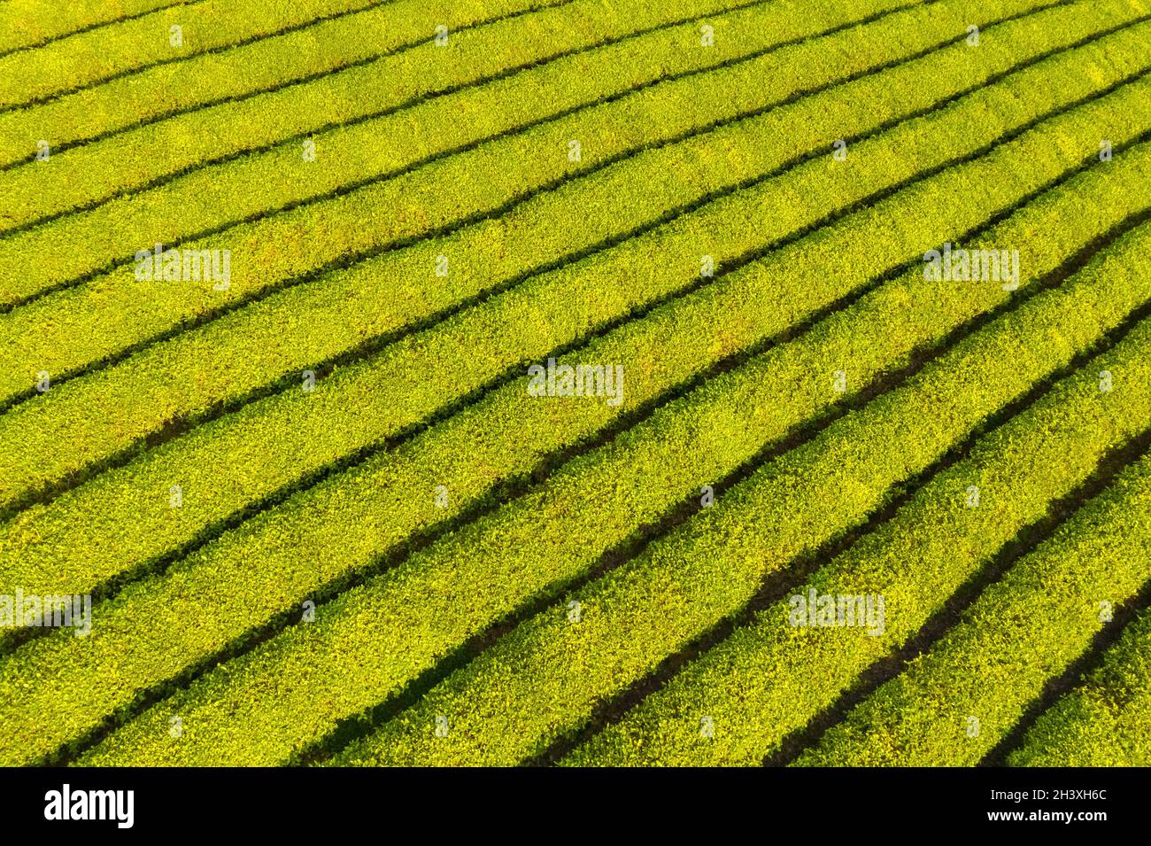 Piantagione di tè al mattino presto Foto Stock