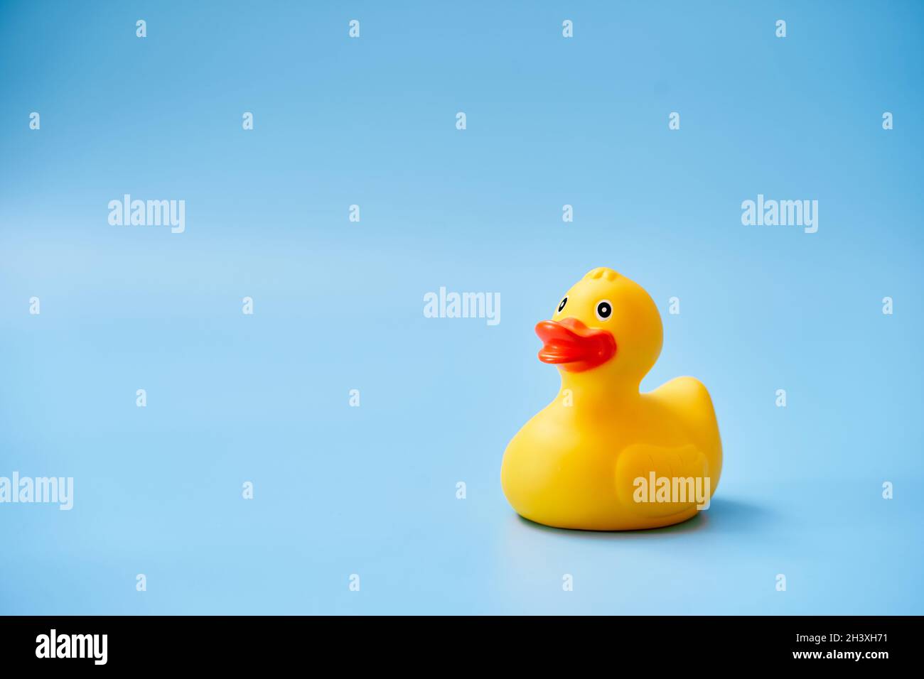 Anatra di gomma gialla isolata con uno spazio di copia su a. sfondo blu Foto Stock