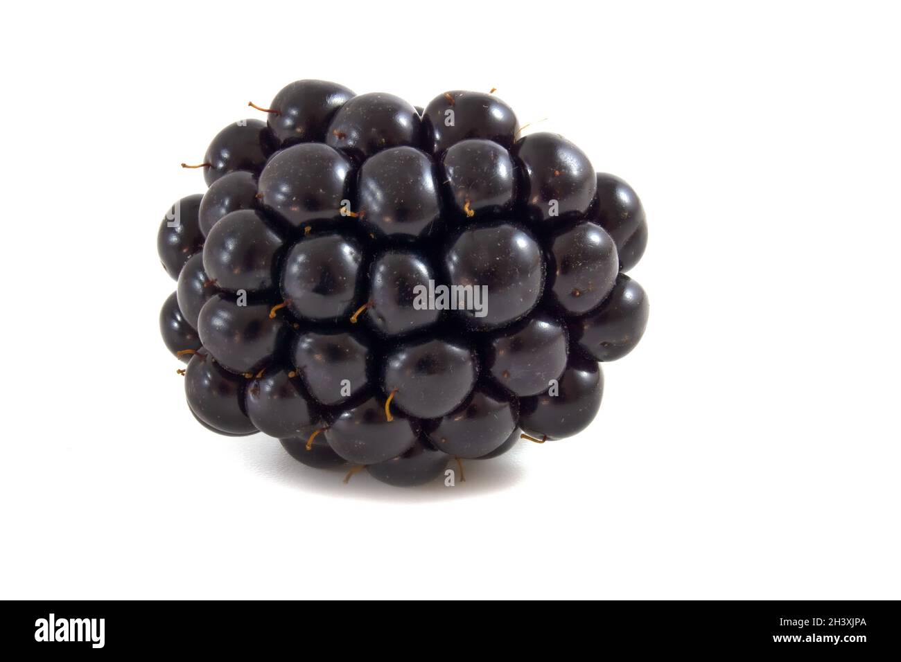 Blackberry isolati su sfondo bianco Foto Stock