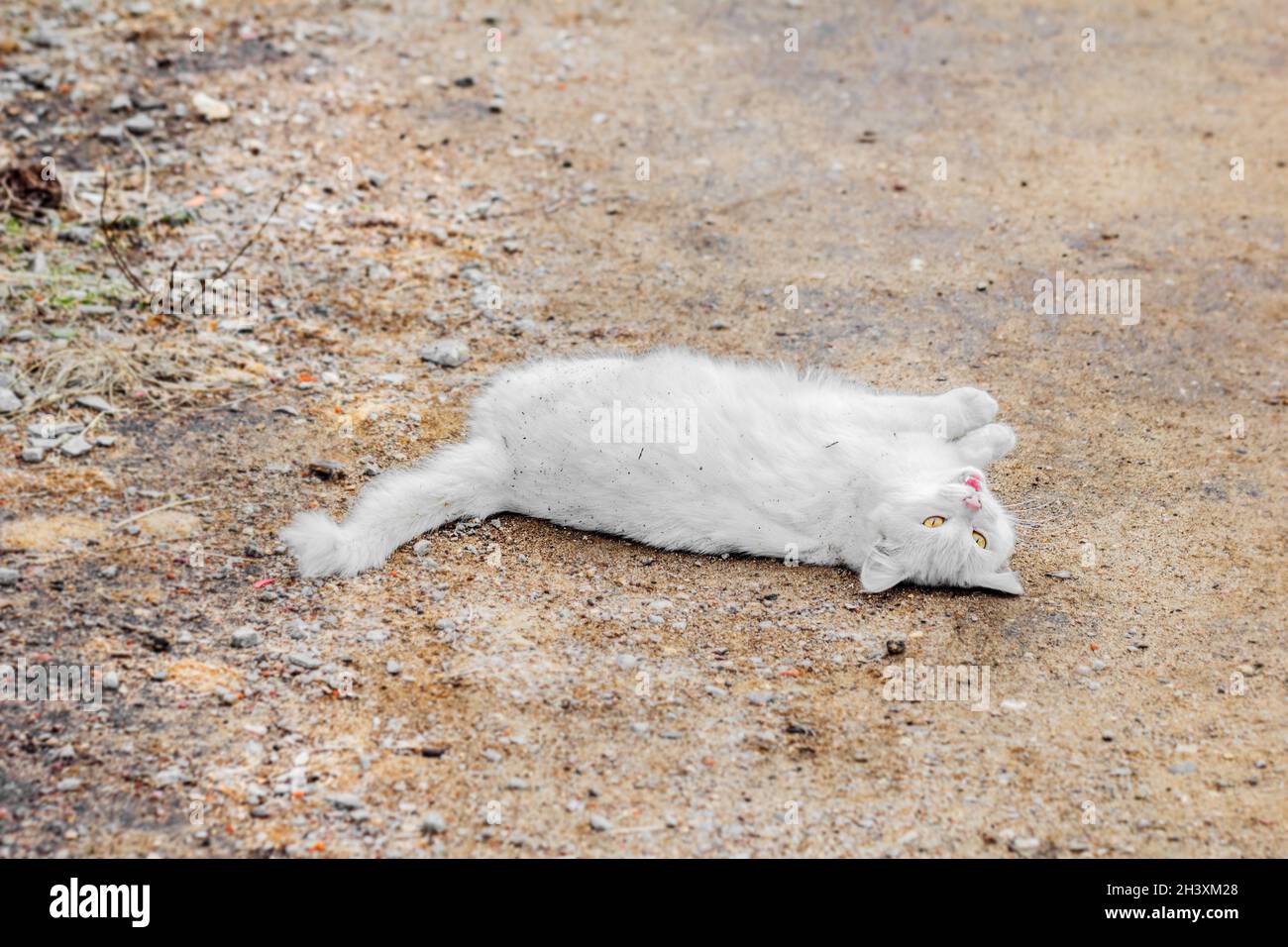 Gatto bianco grazioso adulto stese su strada al mattino nuvoloso Foto Stock