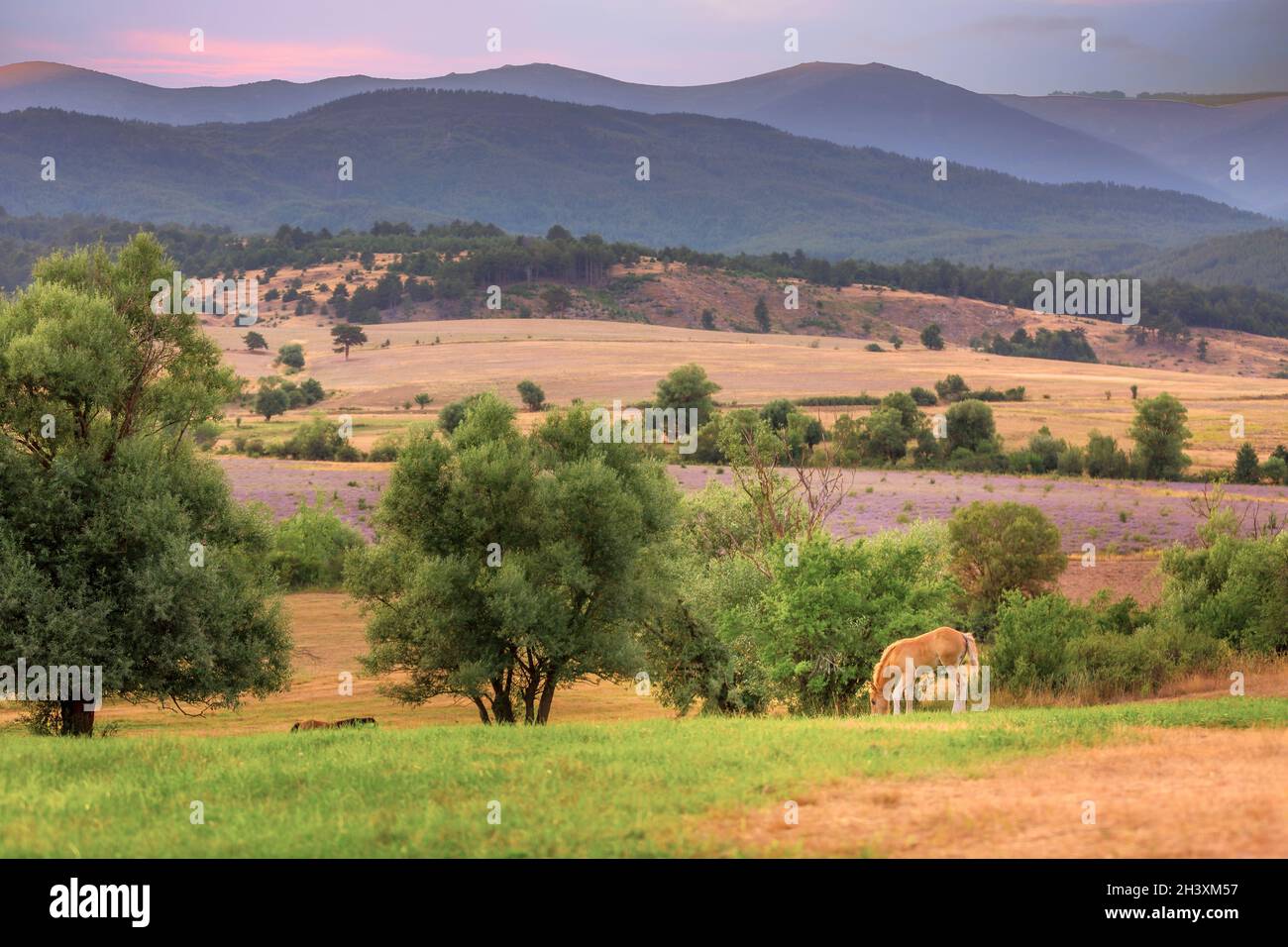 Carino volpe sul pascolo di sera Foto Stock