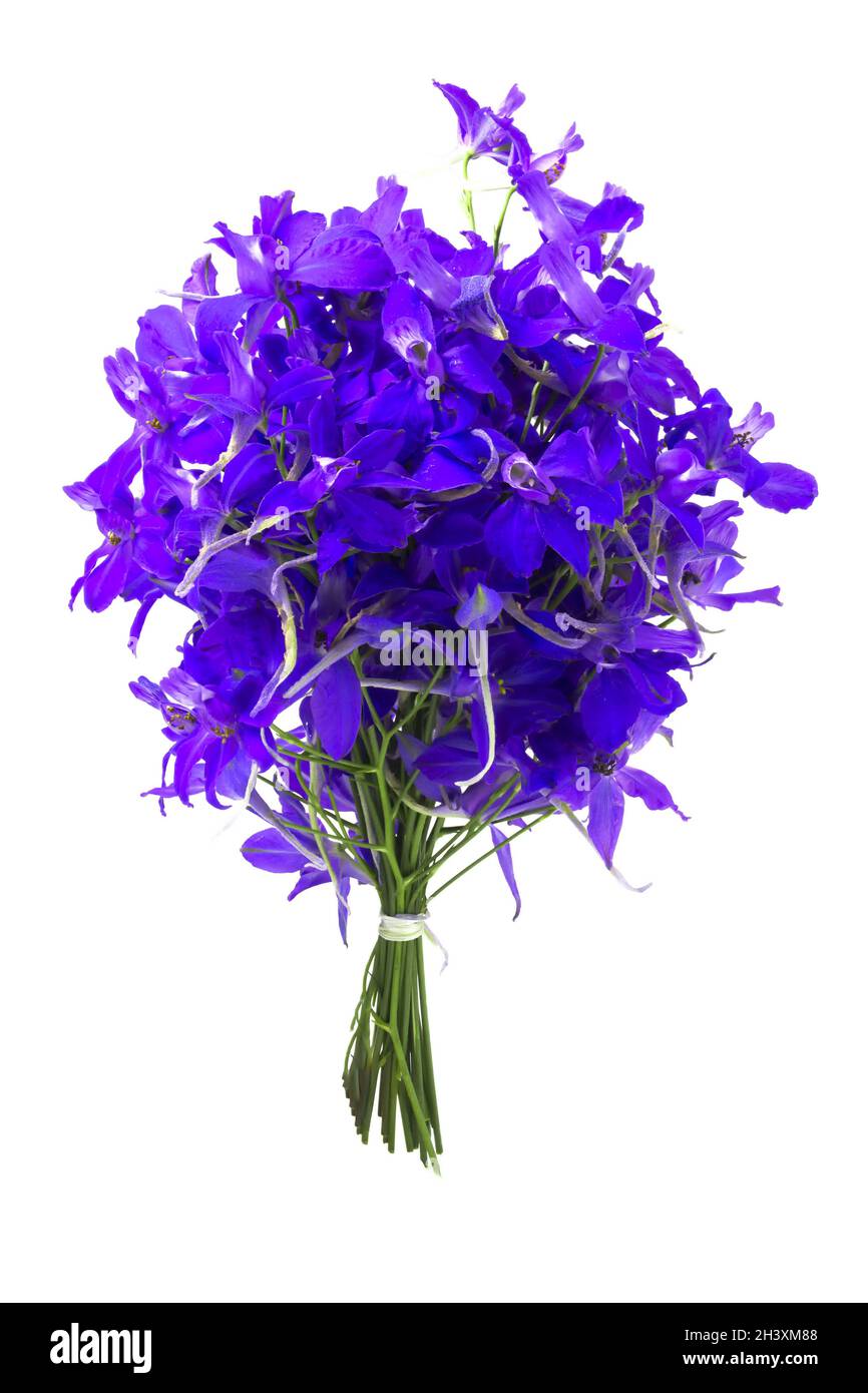 Bouquet di fiori viola su sfondo bianco Foto Stock