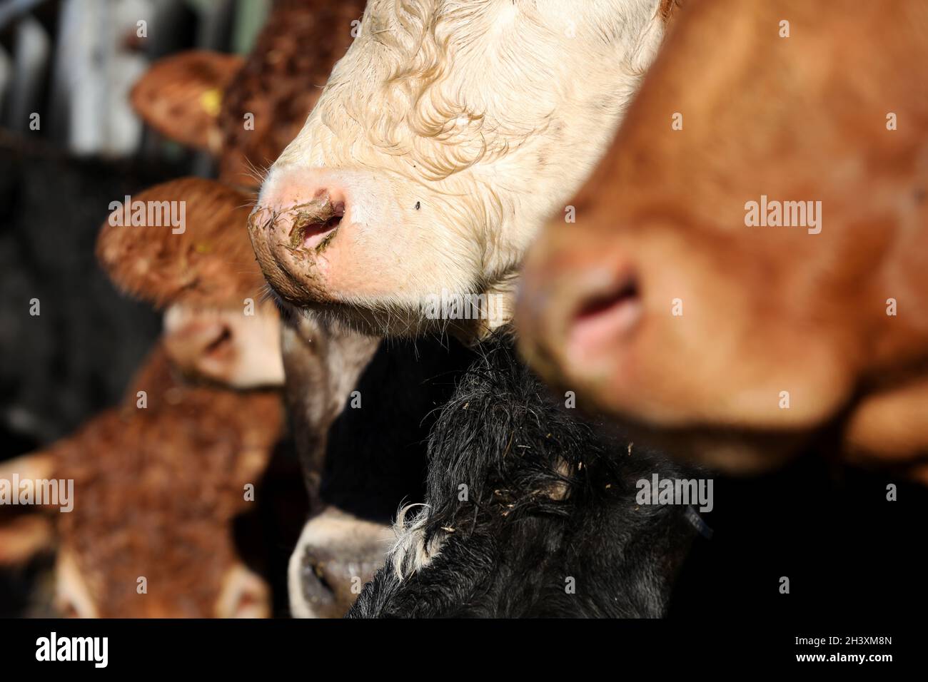 Mucche raffigurate in un capannone di mucche in una fattoria nel Sussex occidentale, Regno Unito. Foto Stock