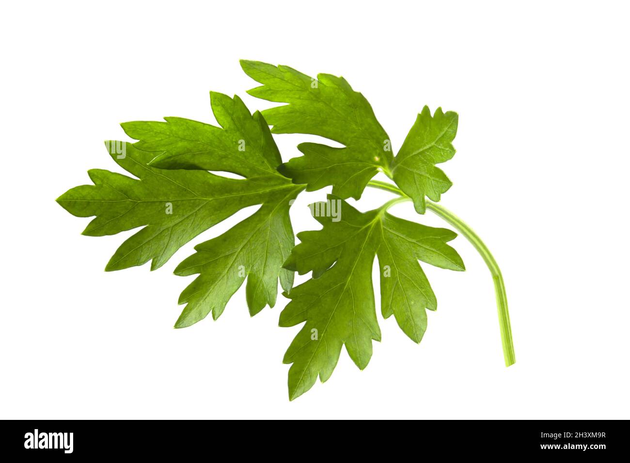 Fuoco pieno di un ramo di prezzemolo con foglie fresche e un odore fragrante per condimento e cottura. Foto Stock
