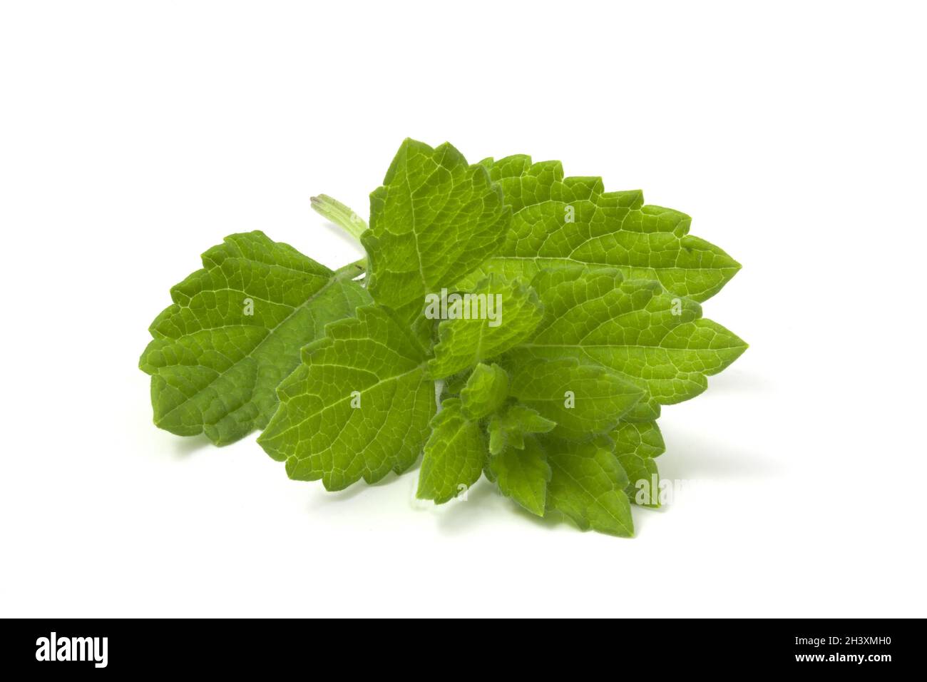 Ramoscello di balsamo al limone isolato su sfondo bianco. Pianta aromatica di limone per bevande. Foto Stock
