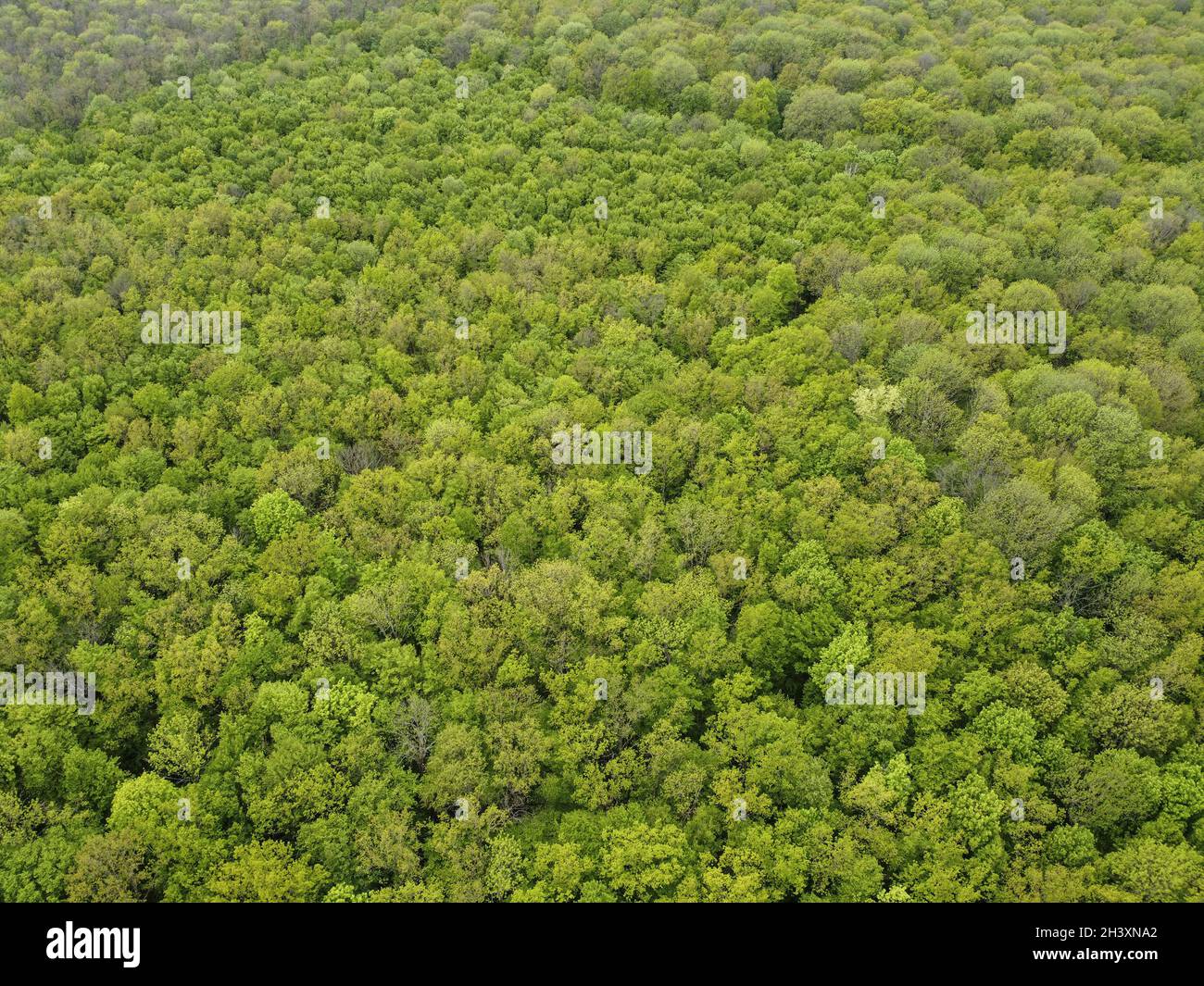 Vista dall'alto della foresta verde, vista aerea Foto Stock