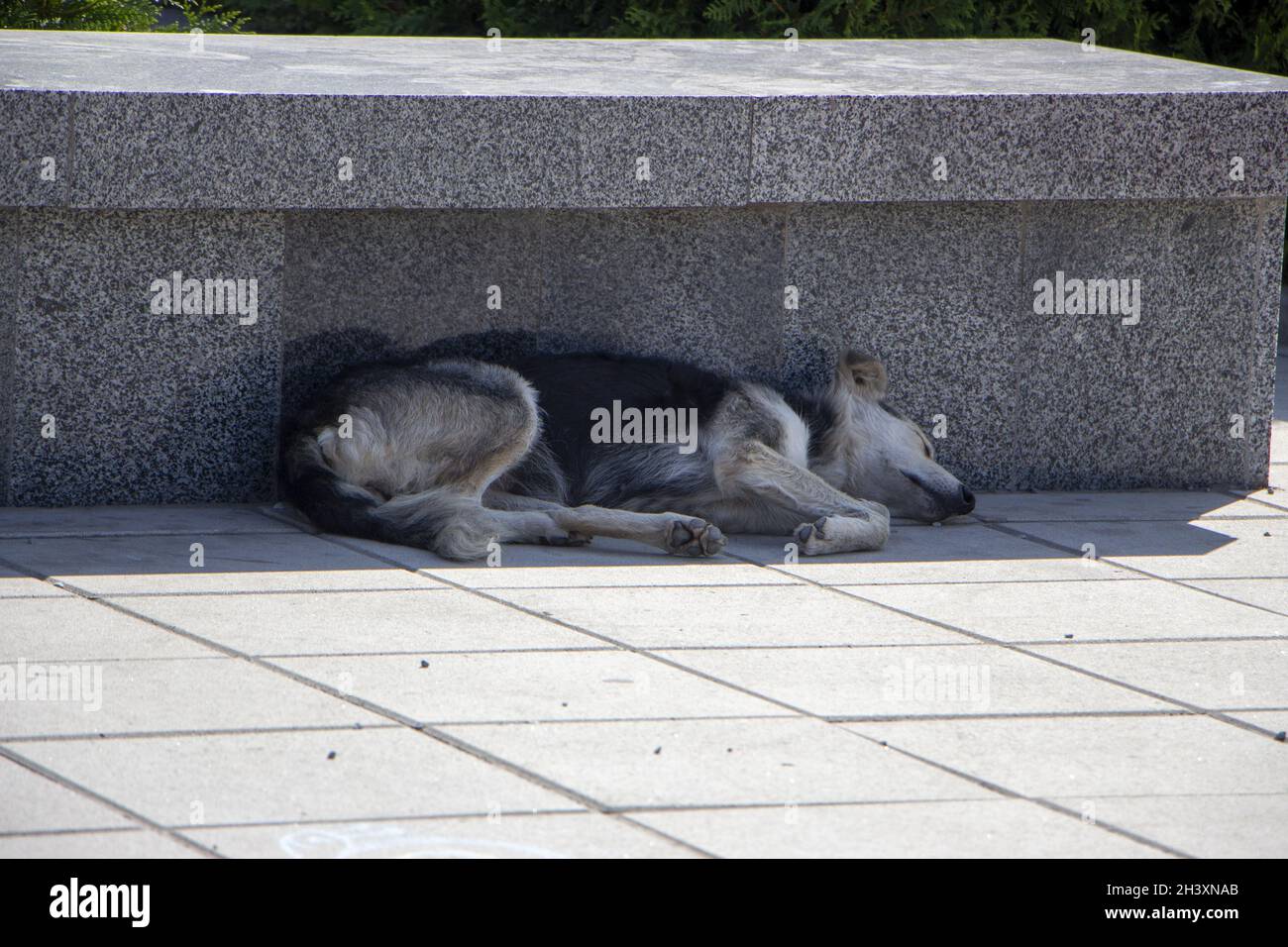 Un cane randagio che giace sulla piazza nel freddo. Foto Stock