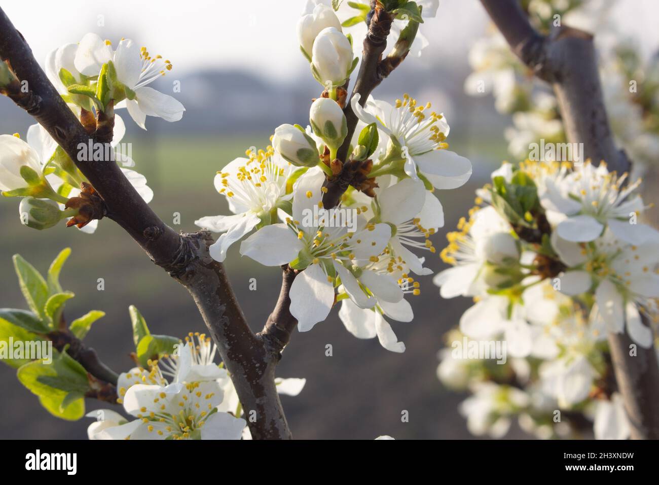 Albero di prugna in fiore con luce solare serale. Agricoltura e frutticoltura. Foto Stock