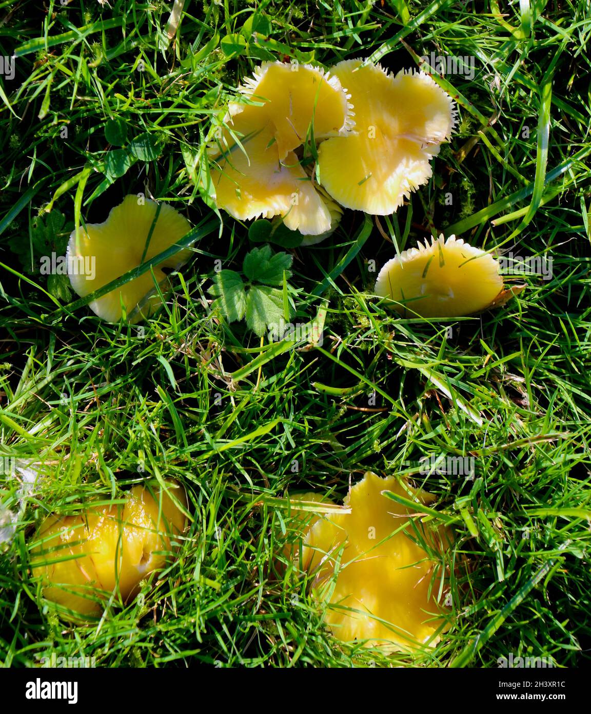 Hygrocybe clorophana dorato funghi gialli cerchietto Foto stock - Alamy