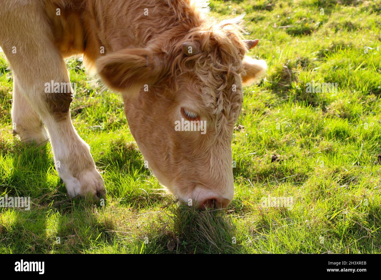 Charolais bestiame giovane che pascolava nel tardo pomeriggio Londra Inghilterra Regno Unito Foto Stock