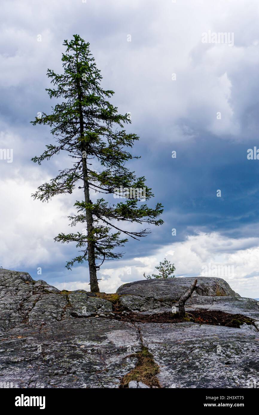 Pino Lone in piedi in cima ad un enorme masso di granito sotto un cielo nuvoloso e tempestoso espressivo Foto Stock