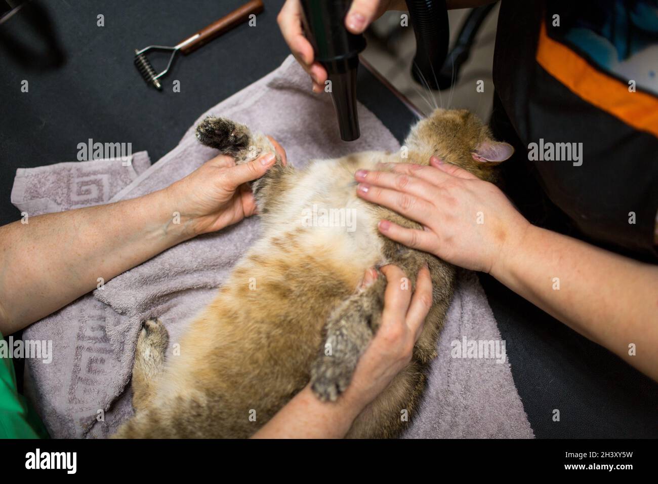 Cura del gatto e degli animali domestici nel salone di bellezza. Foto Stock