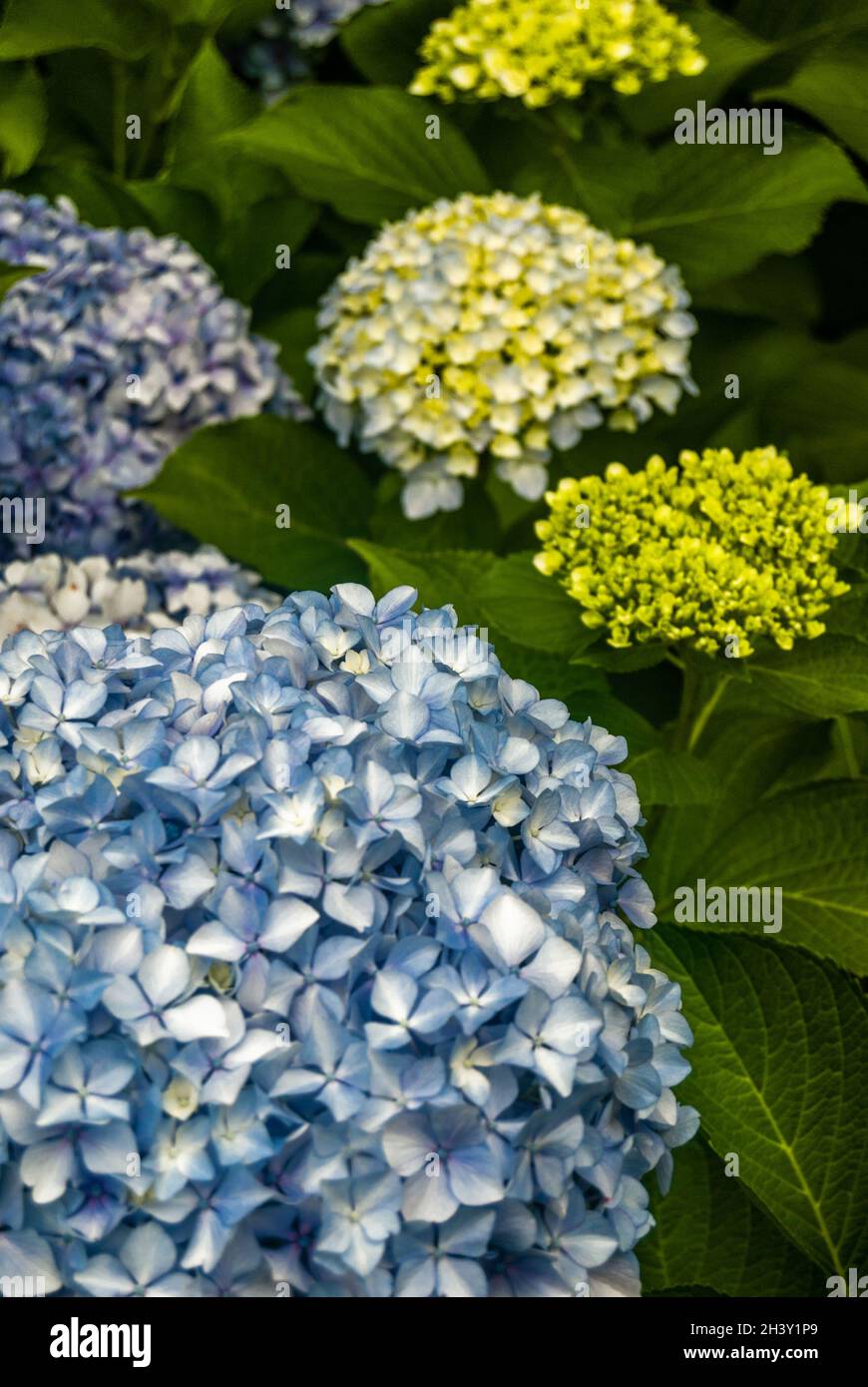 Fuoco selettivo su un cespuglio di blu e bianco hortensia primo piano di grandi germogli di hydrangea nel giardino combinazione di blu e verde colori Foto Stock