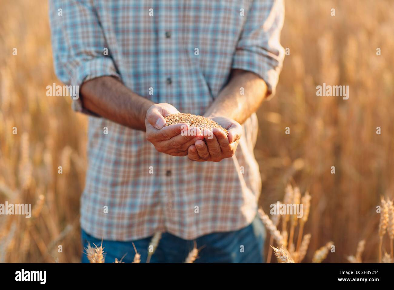 Le mani del coltivatore tengono i semi di grano maturi dopo il raccolto Foto Stock