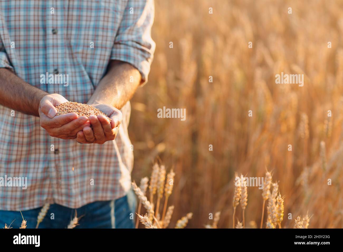 Le mani del coltivatore tengono i semi di grano maturi dopo il raccolto Foto Stock