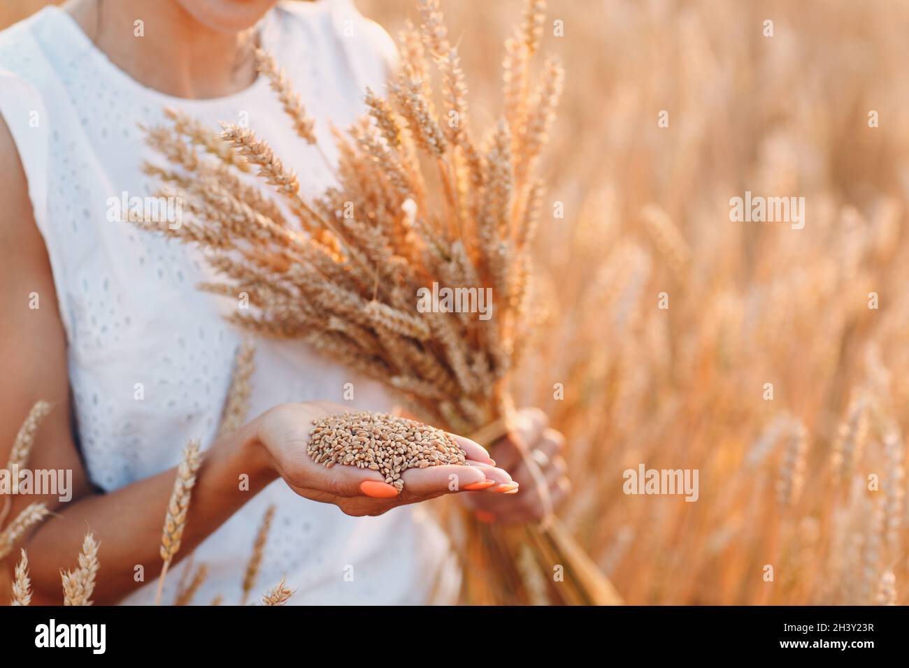 Donna che tiene covone di spighe di grano a campo agricolo Foto Stock