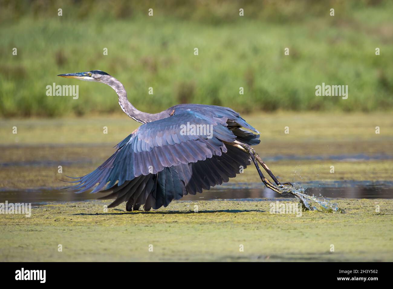Great Blue Heron (Ardea herodias) è il più grande airone americano che caccia piccoli pesci, insetti, roditori Foto Stock