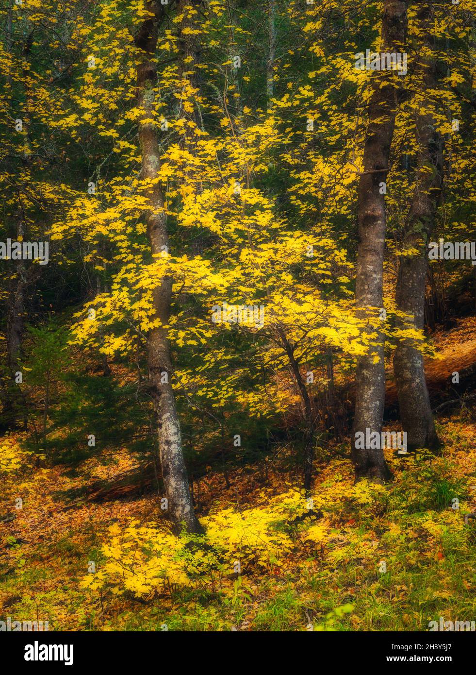 Sognante giallo caduta alberi colorati in foresta, immagine verticale. Foto Stock