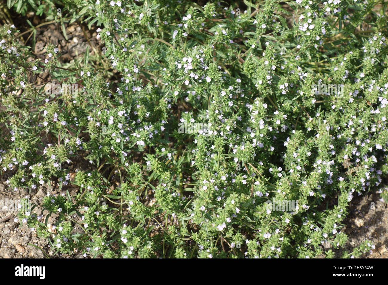 Satureja hortensis, salato d'estate Foto Stock