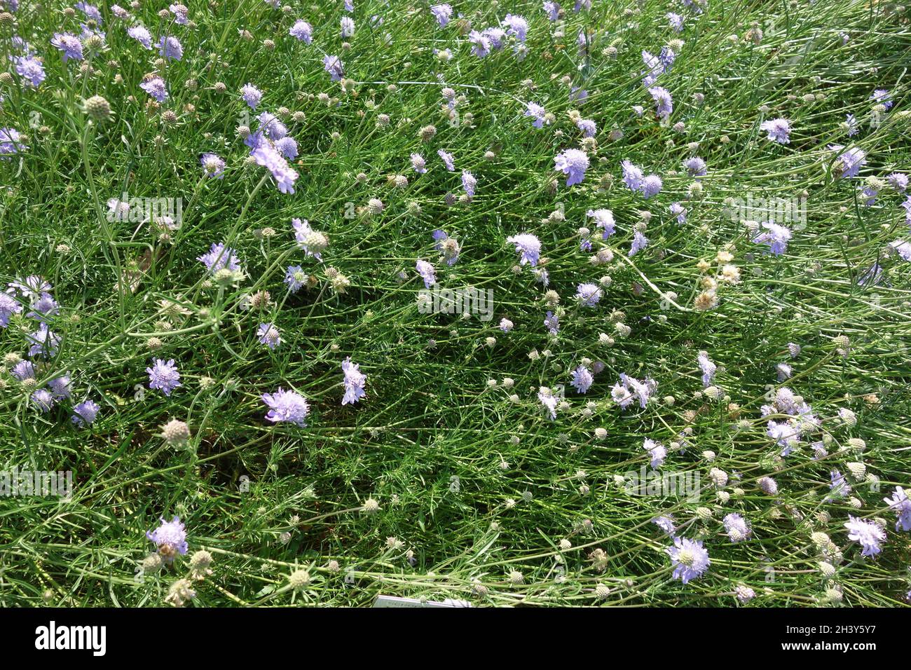 Scabiosa canescens, fragrante e profumata Foto Stock