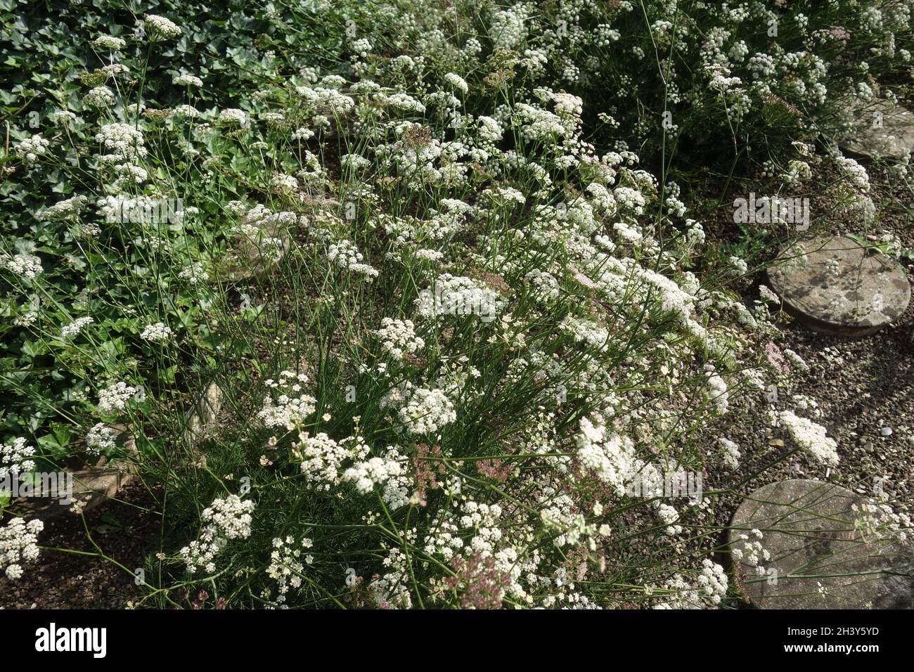 Seseli montanum, prezzemolo di pietra Foto Stock