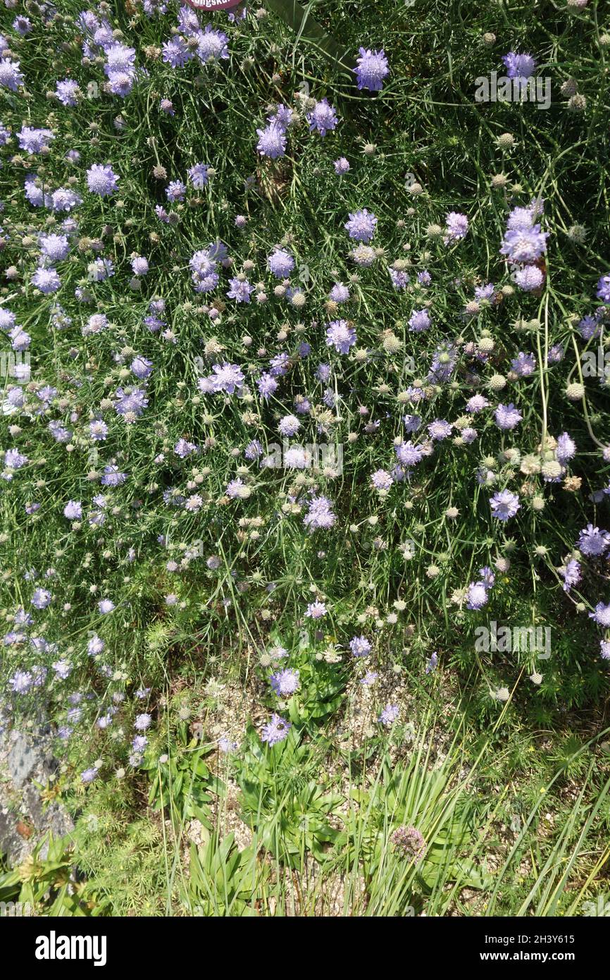 Scabiosa canescens, fragrante e profumata Foto Stock