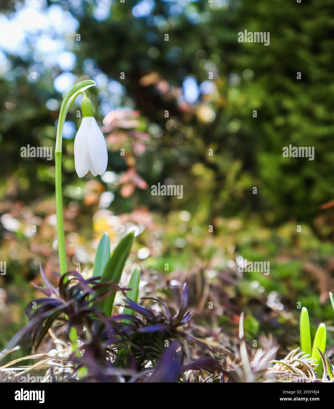 La primavera è alle porte. Il primo snowdrop (Galanthus nivalis) fiorisce nel mio giardino in una bella giornata di sole Foto Stock